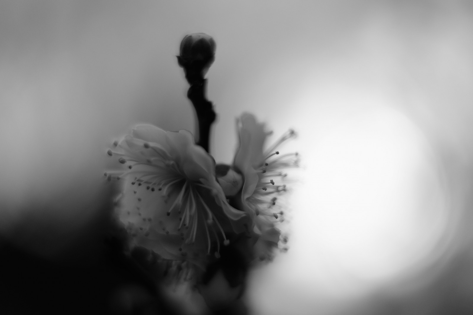 hvid, sort, monokrom, fotografering, emotion, Tokyo, Fujifilm, blad, blomst, plante, håndflade, skønhed, øje, hånd, fotografi, mørke, Fujinon, ikegamibaien, xf35mmf14r, classicchrome, x, xf35mm, xt1, mcex, mcex11, sort og hvid, monokrom fotografering, menneskelige legeme, organ, tæt på, makrofotografering