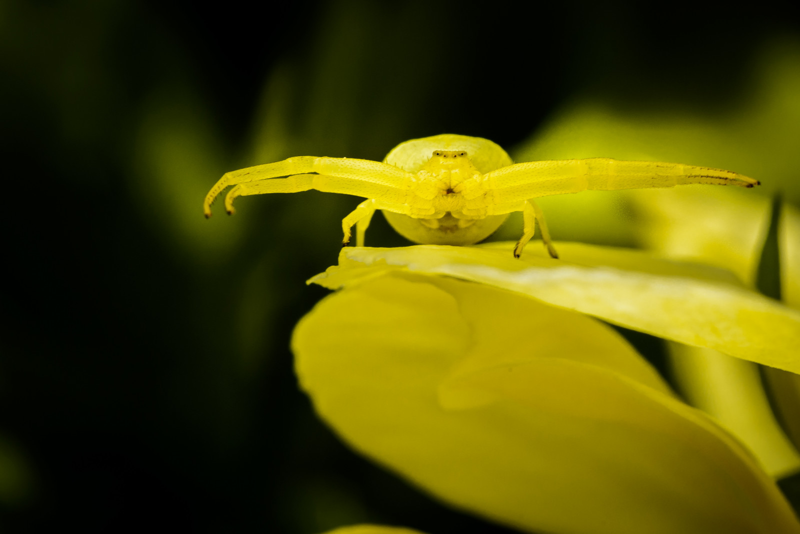 Wallpaper : yellow, macro photography, flora, close up, organism ...