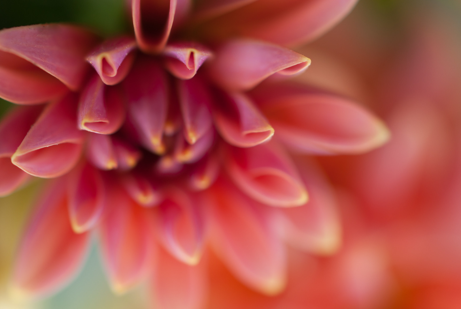 500px, pesca, polline, fiorire, rosa, fiore, pianta, dalia, flora, petalo, portafoglio, sfondo del computer, pianta fiorita, avvicinamento, fotografia macro, staminali vegetali, 337