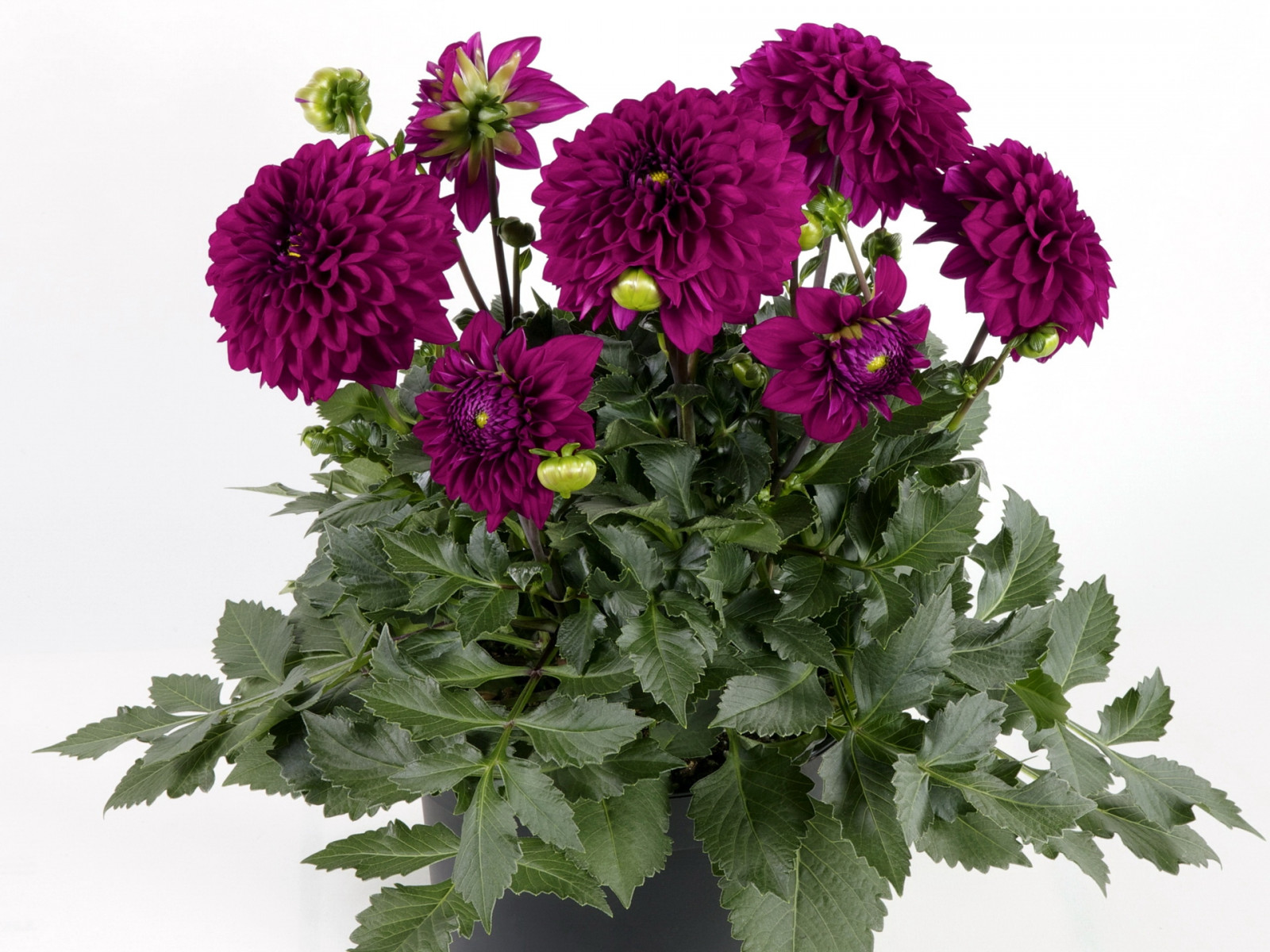 Wallpaper : flowers, green, dahlias, flower, vase, maroon, land plant