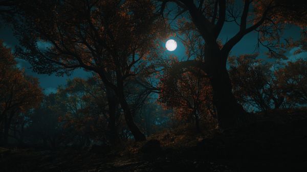 sky, Moon, plant, atmosphere, world, leaf