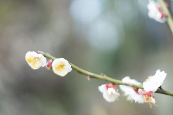 Japan,food,nature,branch,fruit,blossom