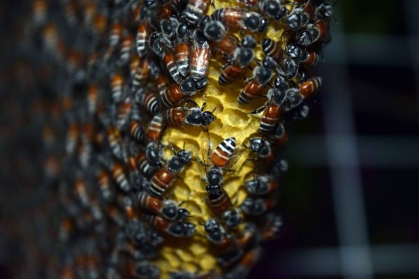 bees,honeycomb,honey,close up