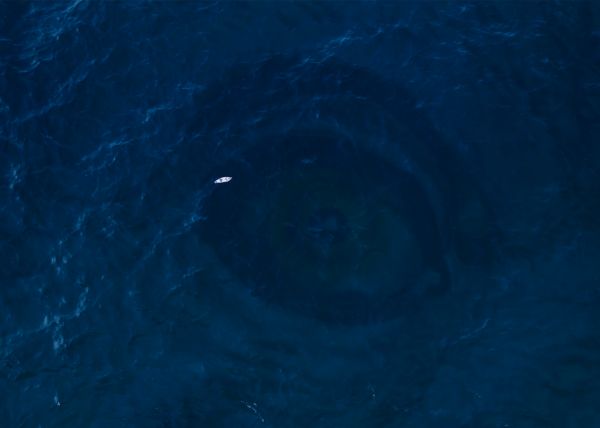 water,liquid,blue,fluid,marine biology,electric blue