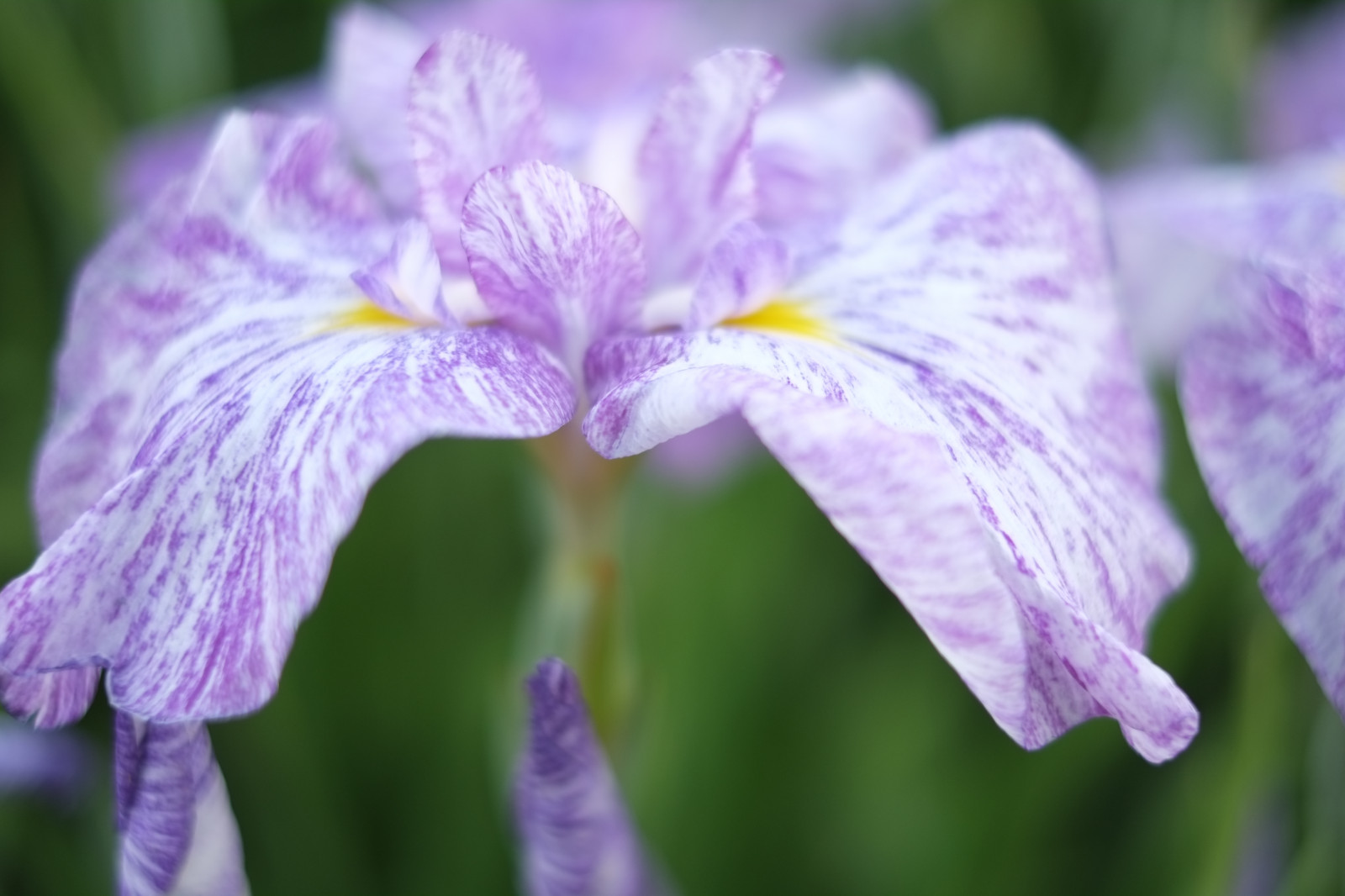 Japonsko, nachový, květ, Tokio, Fujifilm, Duhovka, jp, květ, rostlina, oko, flóra, fuji, okvětní lístek, Fujinon, horikiri, xpro1, xf35mmf14r, xf35mm, divoká rostlina, botanika, suchozemská rostlina, kvetoucí rostlina, zblízka, makro fotografie, závod stonek, iris versicolor, iris rodina