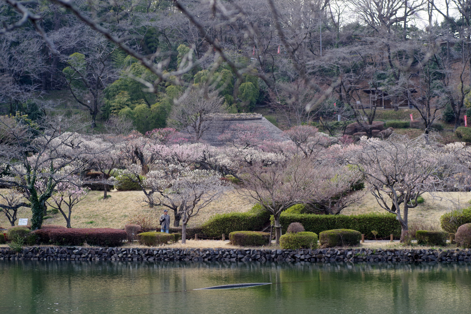 แนวนอน, สวน, ทะเลสาบ, น้ำ, ธรรมชาติ, การสะท้อน, ท้องฟ้า, บุปผา, ดอกซากุระ, เบ่งบาน, บ่อน้ำ, ฤดูใบไม้ผลิ, ธนาคาร, Pentax, ต้นไม้, ภูเขา, ดอกไม้, ปลูก, บาน, พลัม, อุม, การสะท้อน, Machida, อ่างเก็บน้ำ, pentaxart