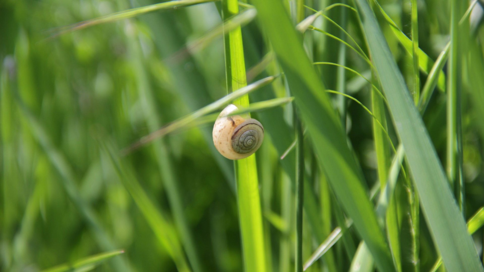 grass, macro, nature, snail, spring, green, insect, animals