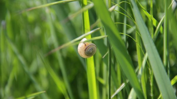 nature,grass,macro,snail,spring,green