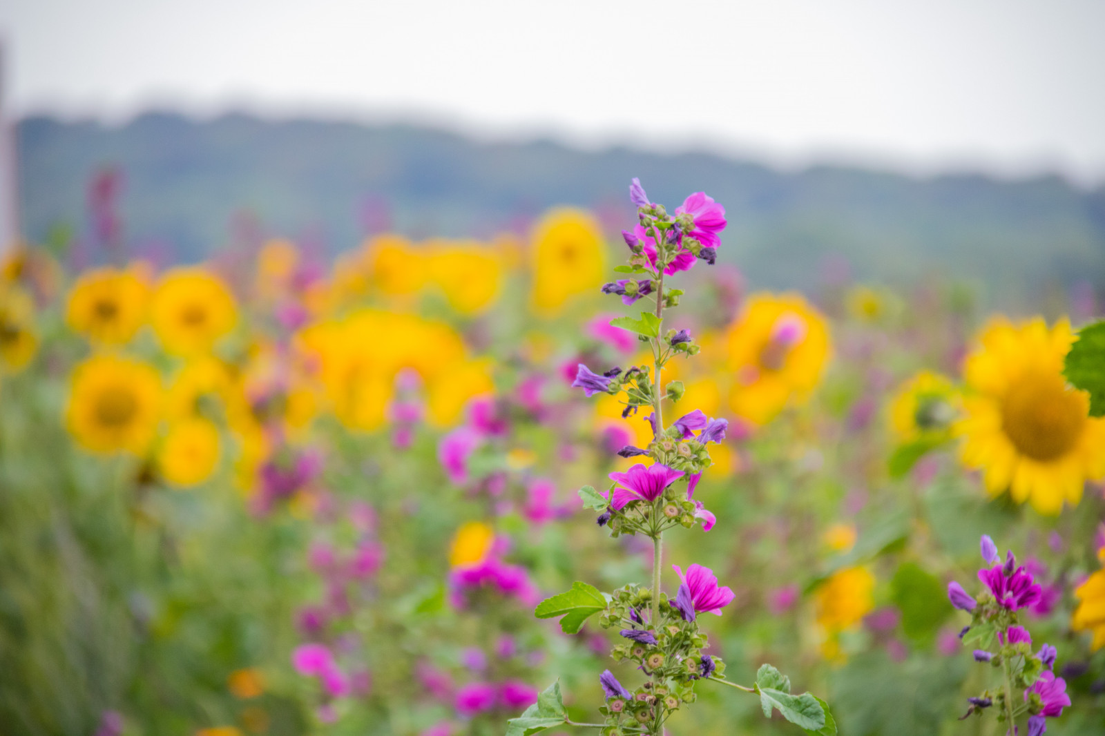 natur, Mark, gul, blomst, Danmark, blomst, græsarealer, plante, solsikke, flora, blomma, solros, danmark, f lt, exif model canoneos760d, geocountry, kamera gør kanon, geocity, kameramodel canoneos760d, geostate, geolocation, exif linse efs18200mmf3556is, exif åbning 56, exif focallength 200mm, exif gøre kanon, exif isospeed 640, kronblad, eng, wildflower, prærie, jord plante, blomstrende plante, makrofotografering, daisy familie