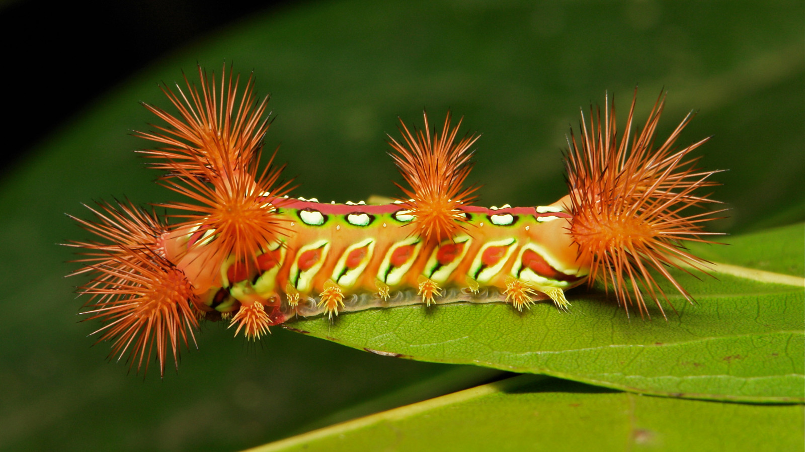 Wallpaper : Caterpillar, insect, larva, invertebrate, macro photography