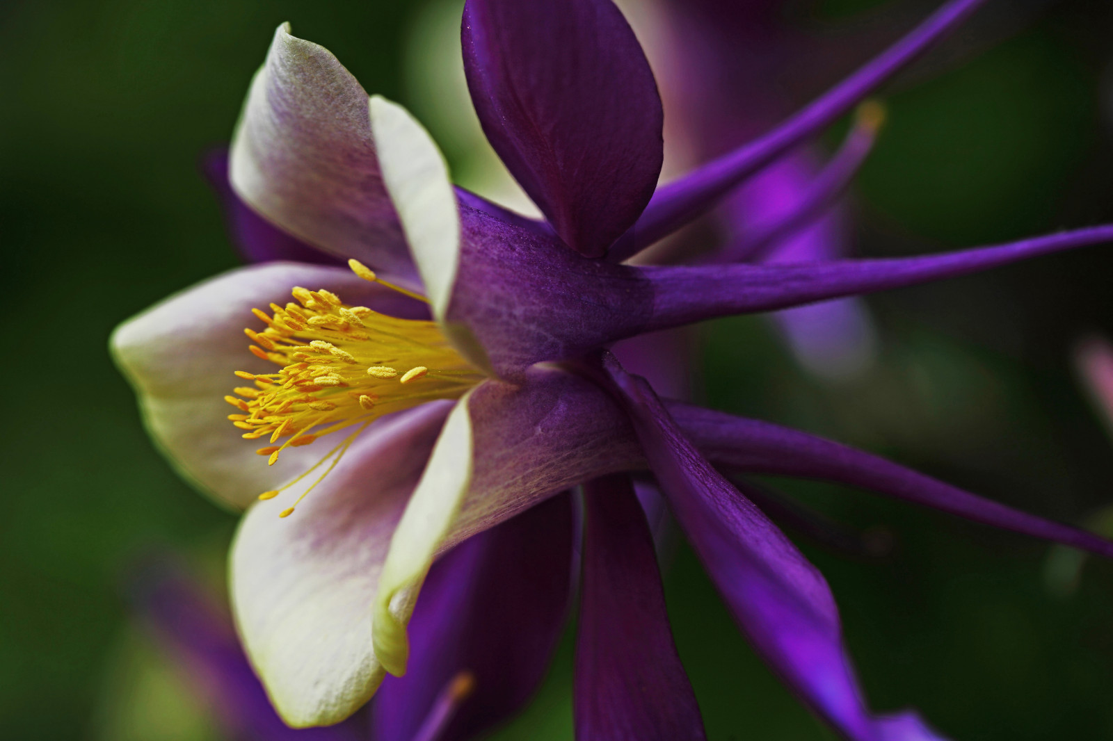 Wallpaper : road, Iris, flower, macro, yellow, festival, gardens