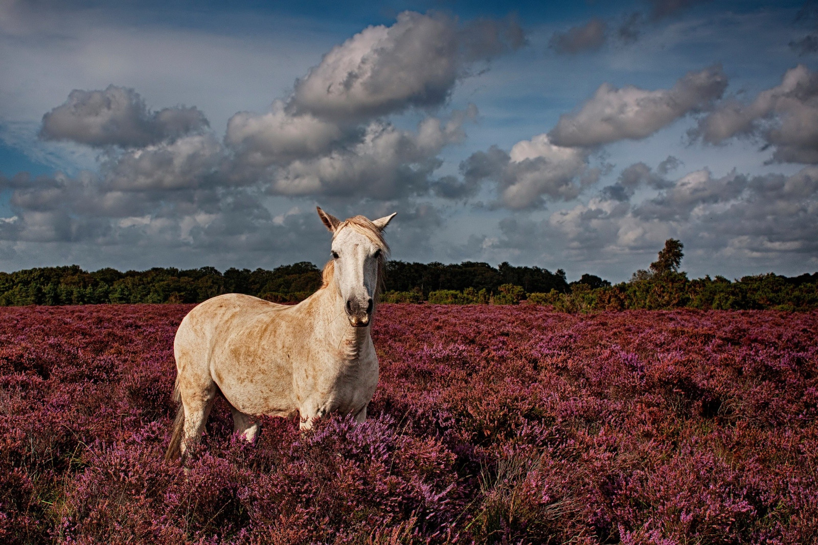 landskab, natur, hest, græs, Mark, gård, Sky, blomst, græsarealer, græs, flok, eng, fauna, pattedyr, prærie, landdistrikt, hest som pattedyr, mustang hest, græsning