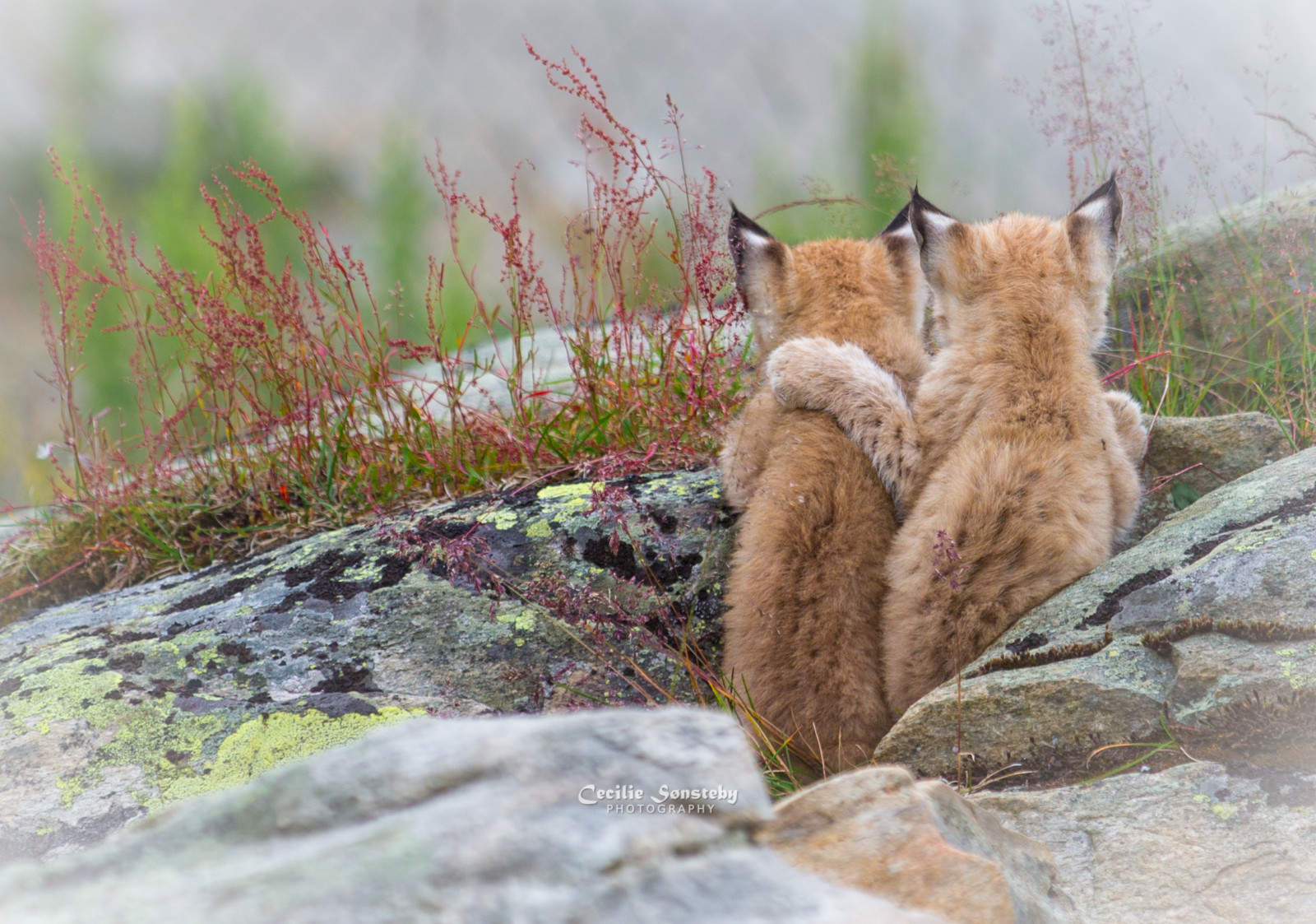 letní, dva, milovat, detailní, sestry, Kánon, sladký, nádherný, ngc, koťata, npc, pohlazení, langedrag, markiii, Sisterlylove, lynxcub, Lynxcubs, specanimal, canon5dmarkiii, ef70200mmf28lisiiusm, 23july2011krásné