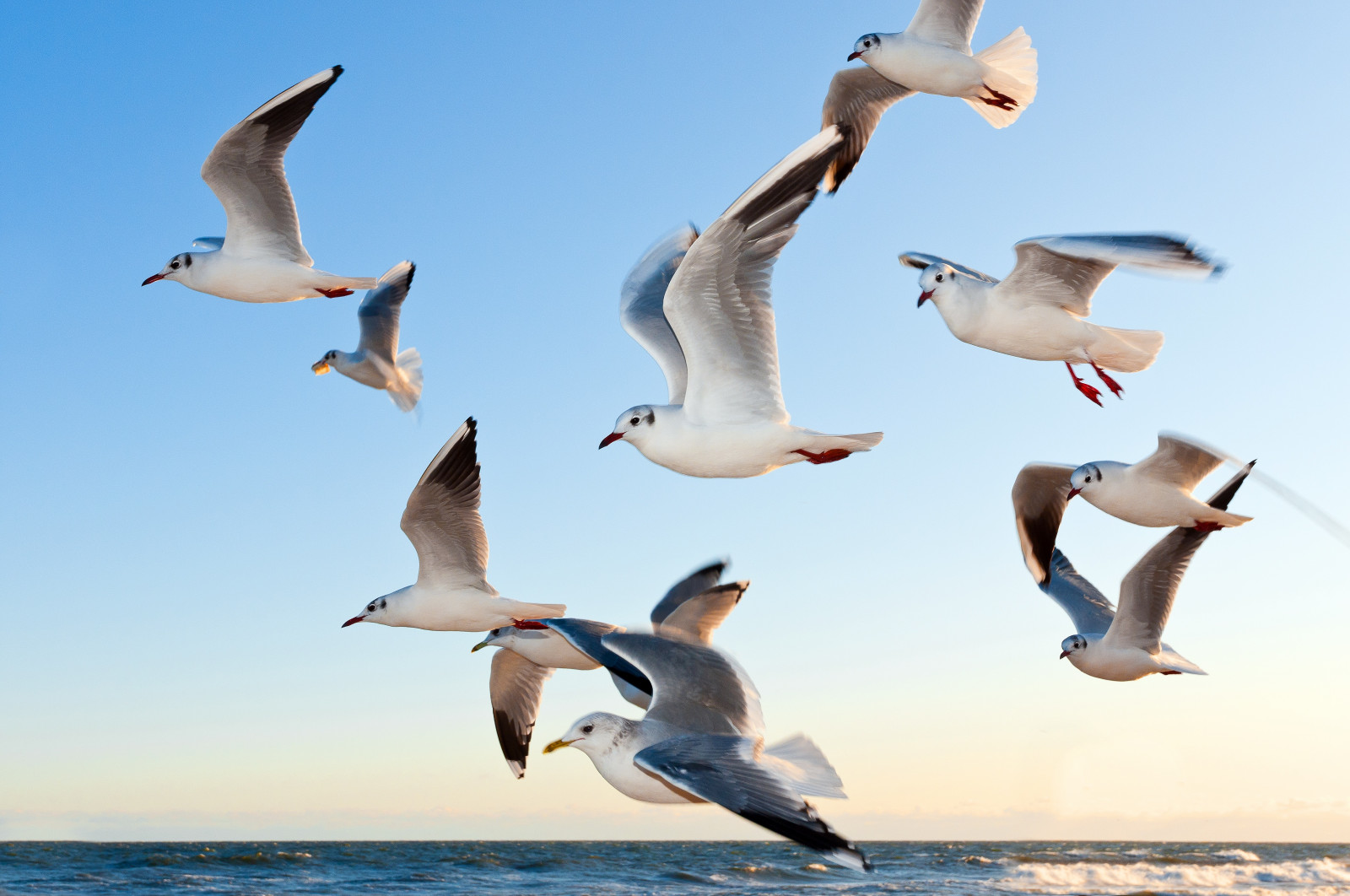 Fotos De Aves Volando Sobre El Mar