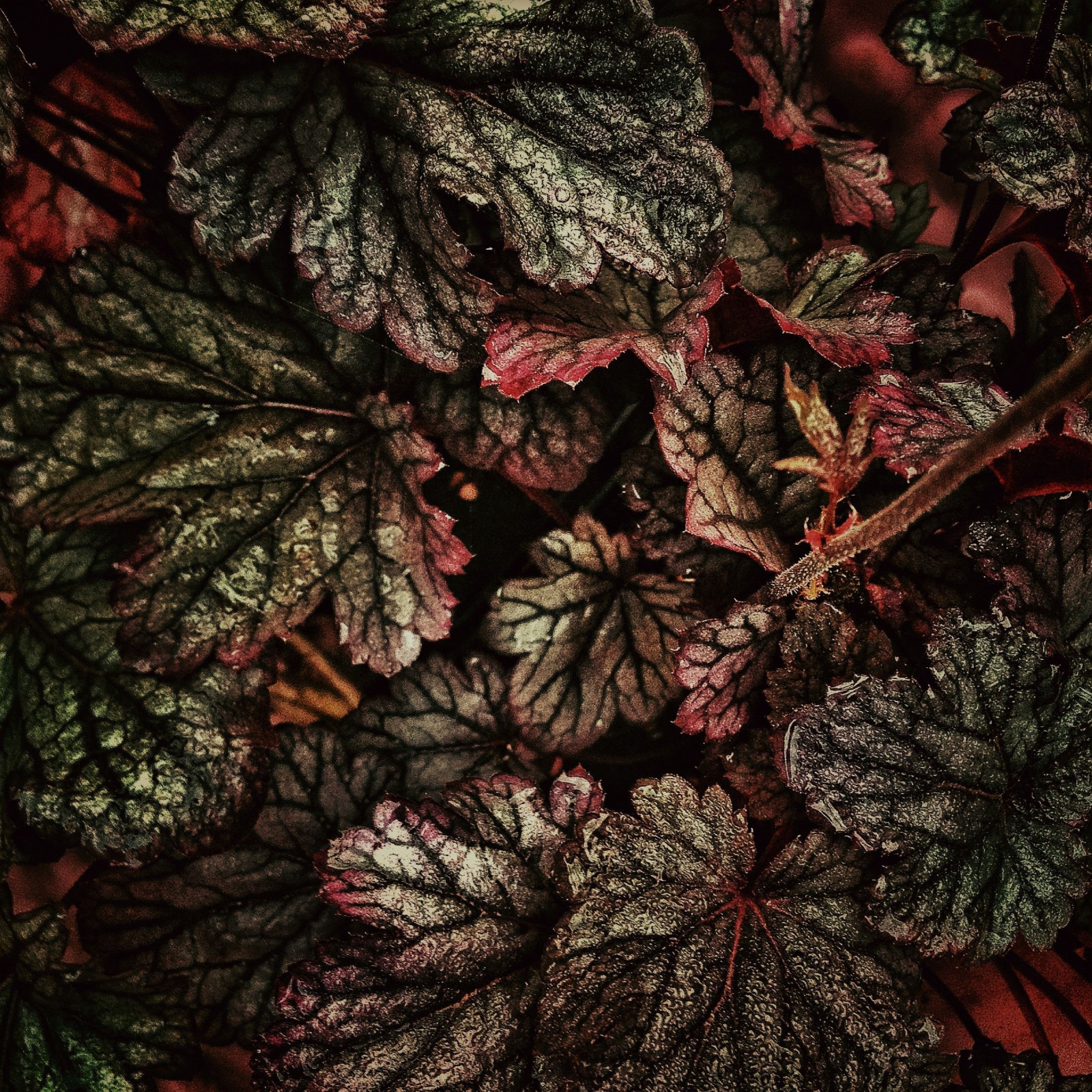 květiny, Příroda, Červené, rostliny, větev, mráz, vzor, strom, podzim, list, květ, rostlina, sezóna, flóra, design, botanika, suchozemská rostlina, kvetoucí rostlina, dřevina