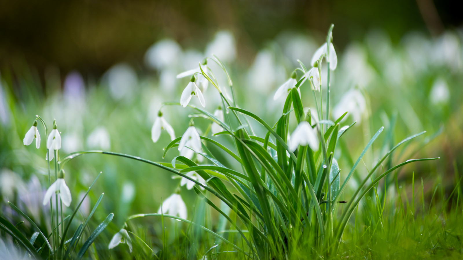 Nikon, nikond800, Afnikkor80200mm128ed, Březové dřevo, Birnam, zahrada, Dům a zahrada, sněženky, jaro, květiny, bílý