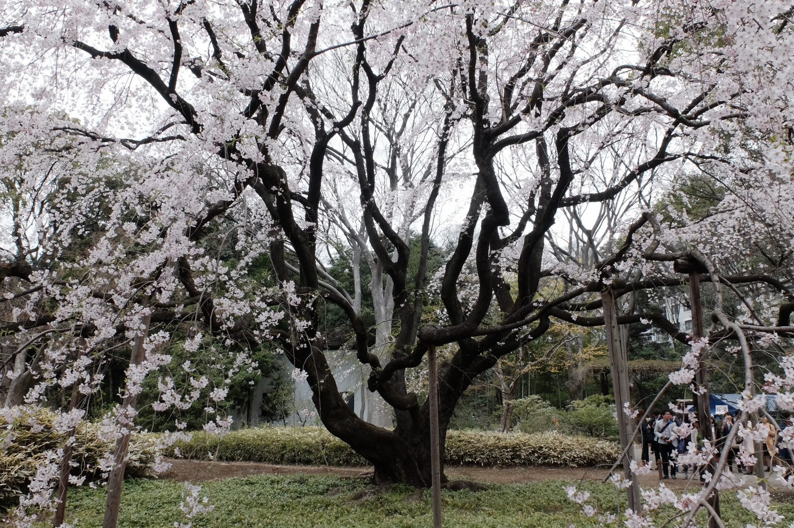 Japan, afdeling, cherry blossom, blomst, forår, Tokyo, Fujifilm, træ, blomst, plante, sakura, flora, fuji, Komagome, Rikugien, classicchrome, x, cherryblossoms, x30, weepingcherry, fremstille, botanik, vedplante
