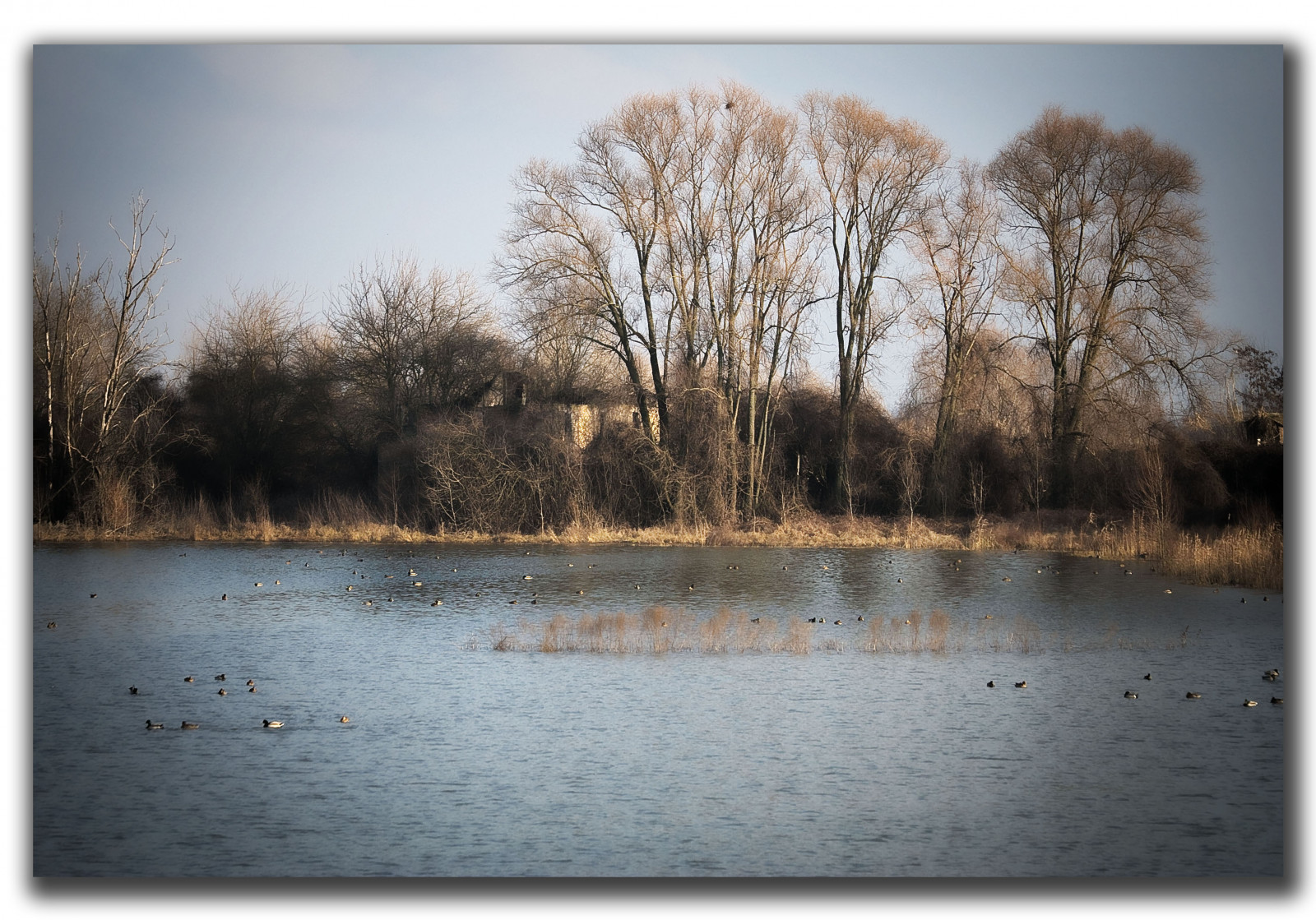 slunečnímu záření, krajina, jezero, voda, Příroda, odraz, nebe, sníh, zima, větev, uklidnit, večer, ráno, mráz, řeka, fotograf, horizont, atmosféra, rybník, banka, zmrazení, mokřadní, UMĚNÍ, mrak, strom, pokuta, , fotky, nádrž, perfektní, anawesomeshot, abigfave, Soe, theunforgettablepictures, OTW, mywinners, impressedbeauty, artofimages, blueribbonwinner, goldstaraward, rubyphotographer, magicdonkeysbest, bažina, dřevina, vodní pták, lužní, bažina, azofdigitalediting