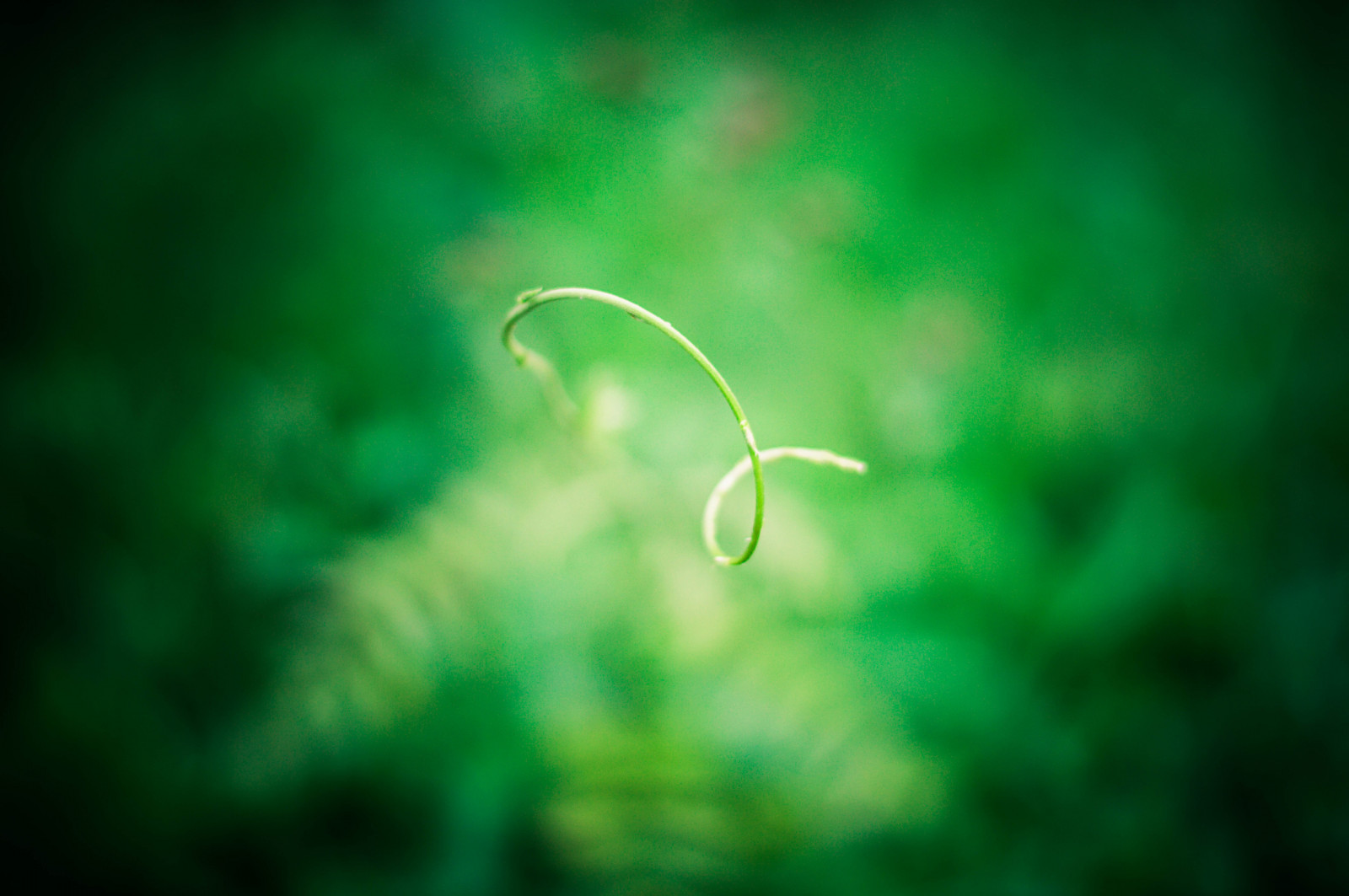 slunečnímu záření, listy, Příroda, venku, zelená, kruh, Nikon, strana, světlo, list, květ, rostlina, přírodní, mimo, tma, D3200, větvička, počítač tapeta, makro fotografie, Jessa, jessari, točit, abtstract