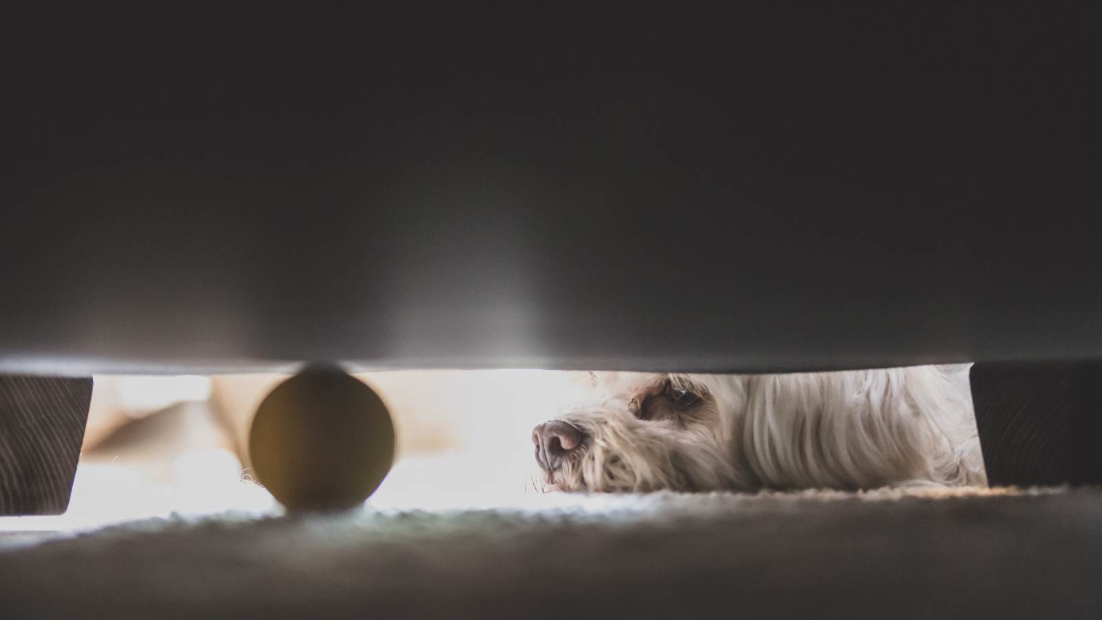 Pes, domácí zvíře, bílý, domů, zvíře, Kánon, míč, štěně, eos, psí, Tamron, F28, bolognese, 70200 mm, 70mm