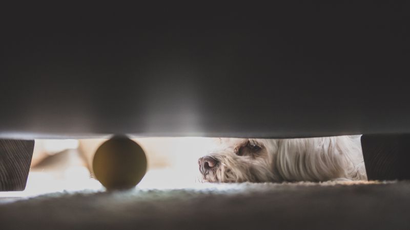 bílý,Kánon,Pes,domácí zvíře,domů,zvíře