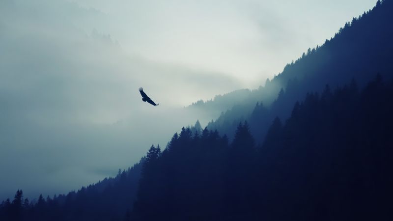 les, Příroda, nebe, ráno, mlha, slunečnímu záření les, Příroda, nebe, ráno, mlha, slunečnímu záření