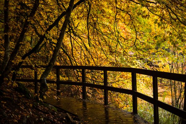 sunlight, morning, forest, nature, reflection, branch