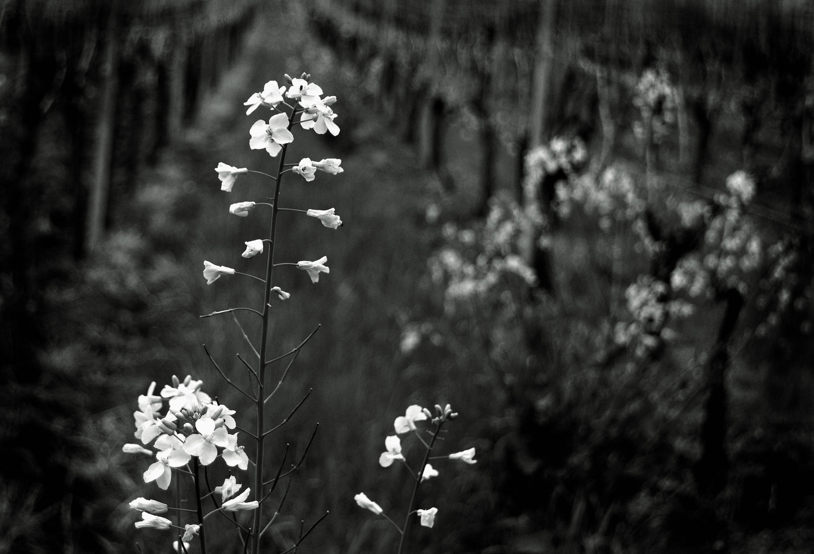 rozmazat, Příroda, Černá bílá, Nikon, natur, znásilnění, 1855mm, Schwarzweiss, nárazy, unscharf, AFS, DX, f3556g, zoomnikkor