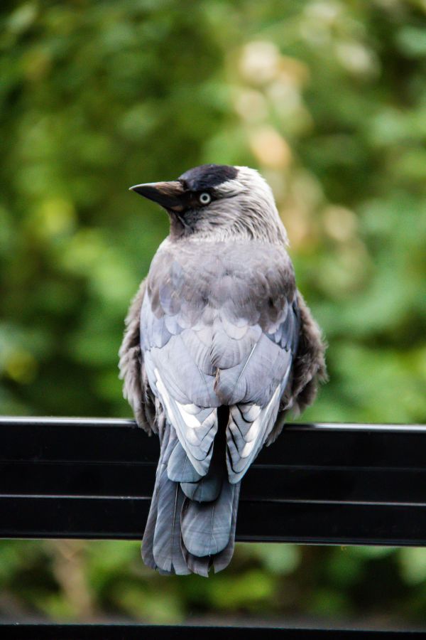 nature,branch,wildlife,beak,Jay,bird