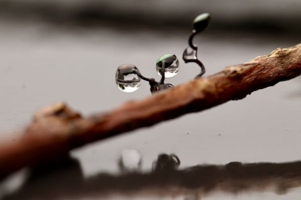 photography,macro,insect,water,space,branch