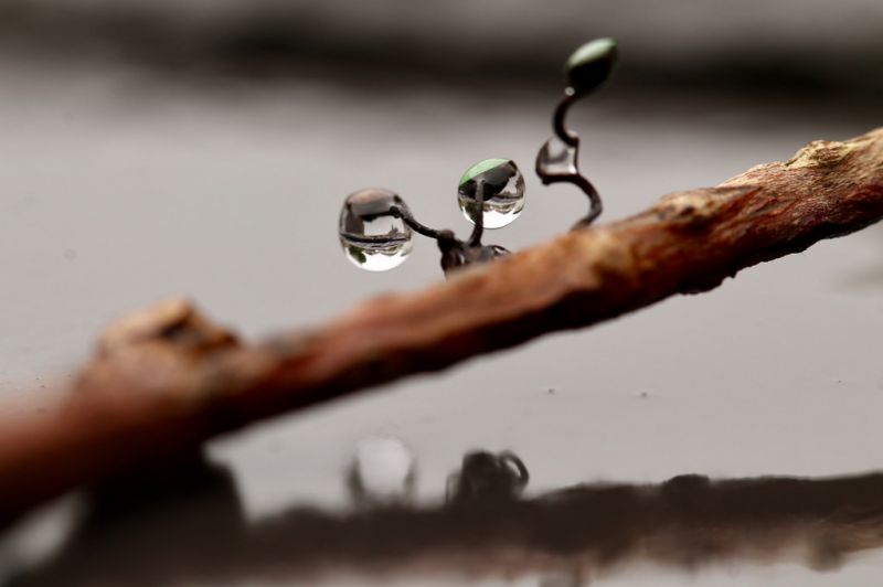 fotografování,makro,hmyz,voda,prostor,větev