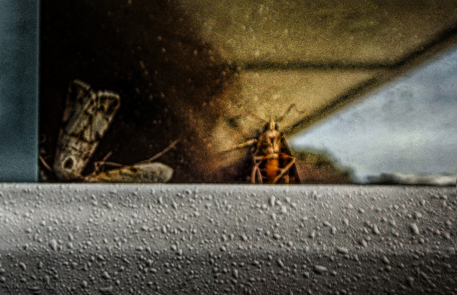 invertebrate, insect, sky, pollinator, stock photography, darkness