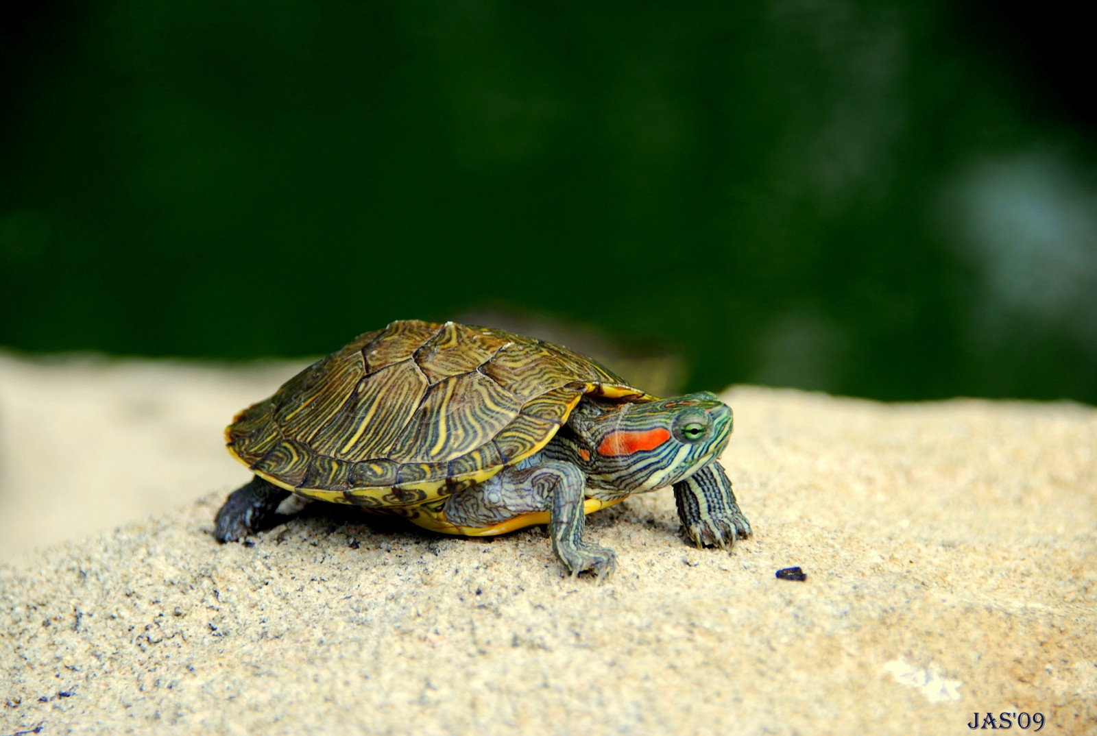Turtle Legs Shell Wallpaper : turtle, shell, legs, head 2896x1944 - - 667259 - HD ...