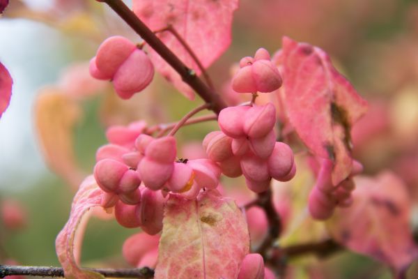 branch, spring, food, fruit, blossom, pink