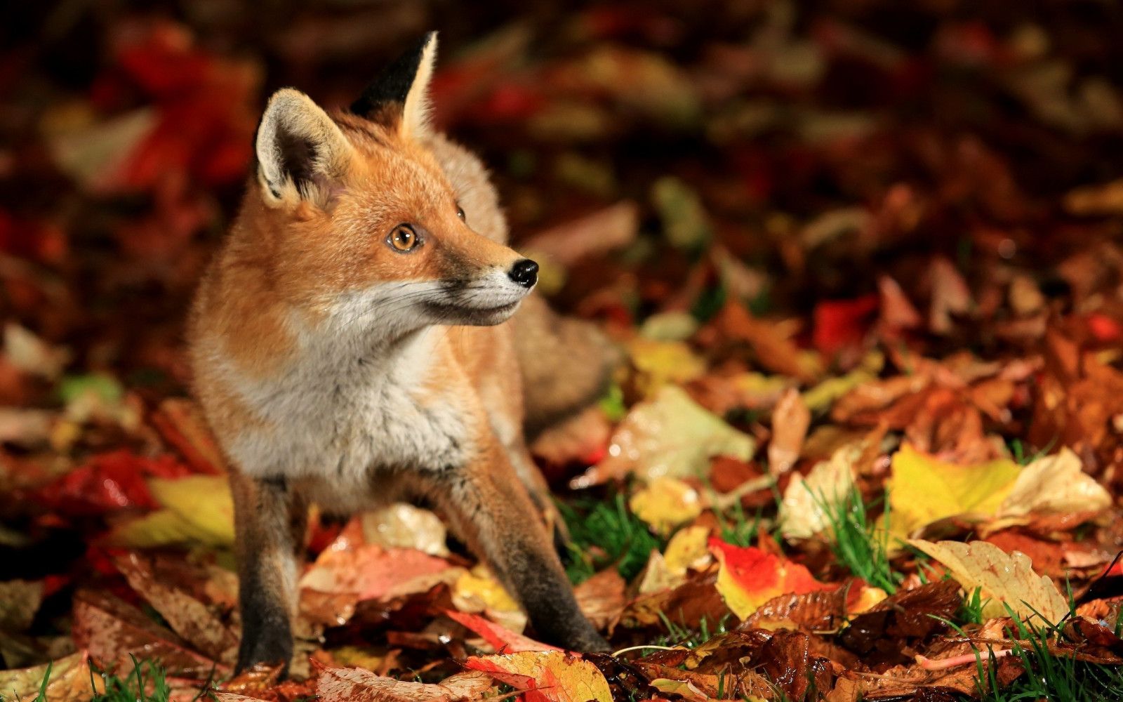 2560x1600 px, animals, fall, fox, leaves, nature