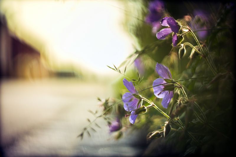 nature, photography, purple, sunlight, flowers, plants nature, photography, purple, sunlight, flowers, plants