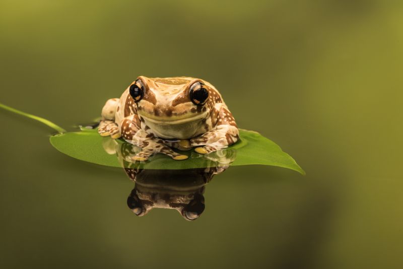 Amazonmilkfrog,żaba,Knowleysafaripark