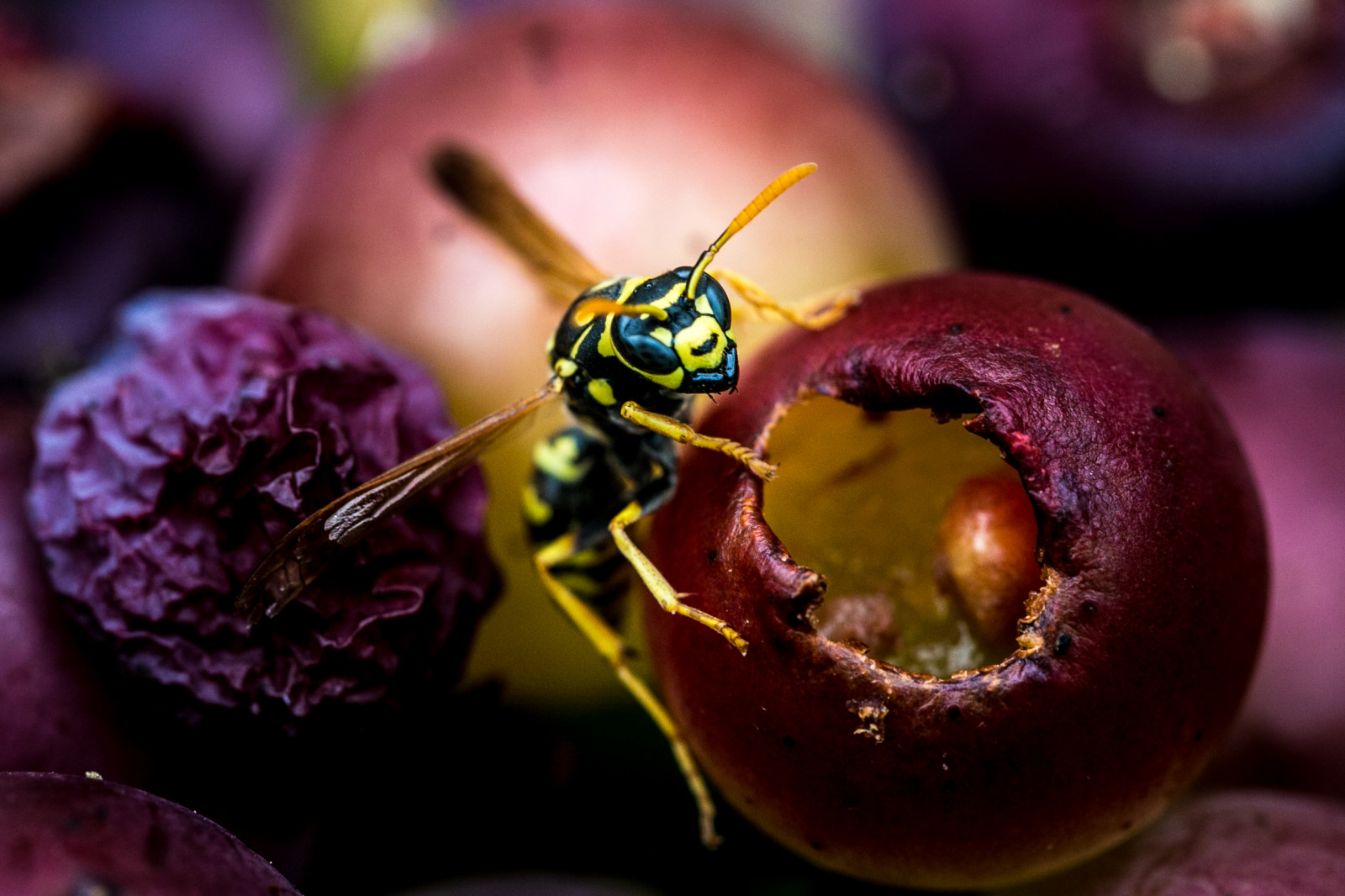 lyserød, blå, sort, makro, gul, Canon, insekt, eos, Flyve, vinger, bær, hveps, violet, 100mm, l, 5d, F28, markiii