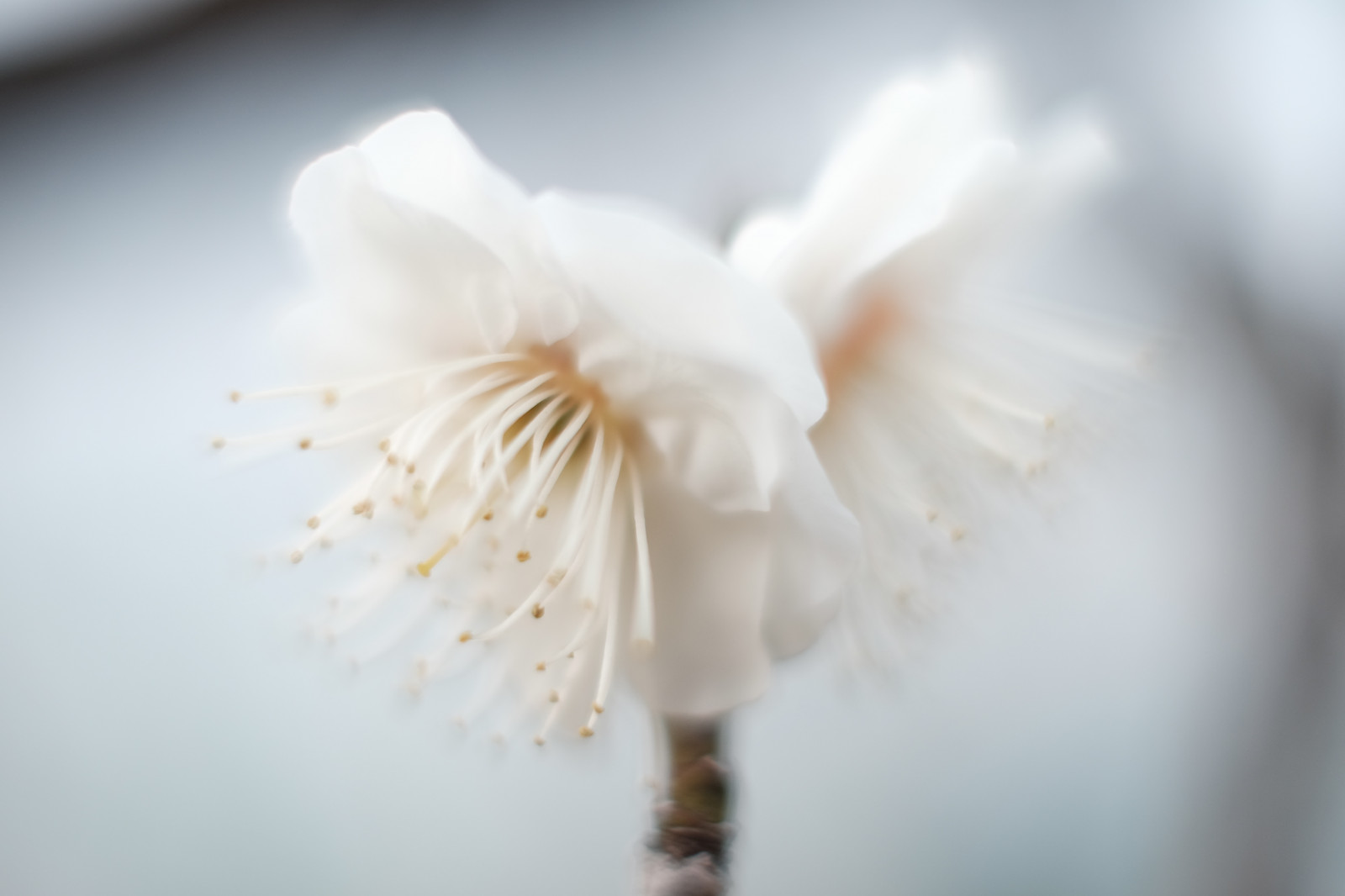 bianca, fotografia, fiorire, rosa, primavera, Tokyo, Fujifilm, fiore, pianta, palma, flora, mano, petalo, Fujinon, ikegamibaien, xf35mmf14r, classicchrome, X, xf35mm, xt1, mcex, mcex11, impianto di terra, pianta fiorita, avvicinamento, fotografia macro