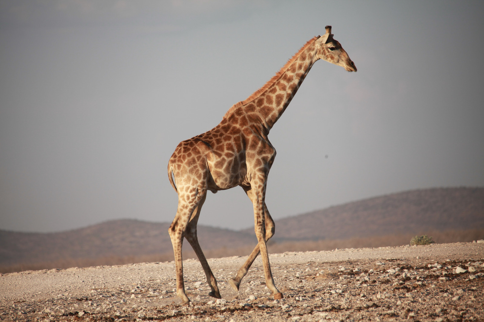 Wallpaper wildlife, Africa, walk, giraffe, fauna, mammal, vertebrate, giraffidae, savanna