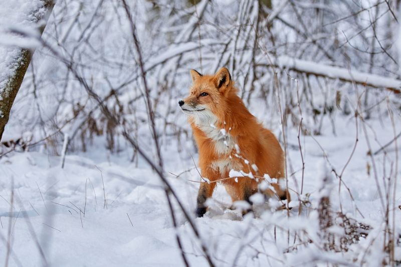 hiver, neige, Renard, animaux, Les mammifères hiver, neige, Renard, animaux, Les mammifères