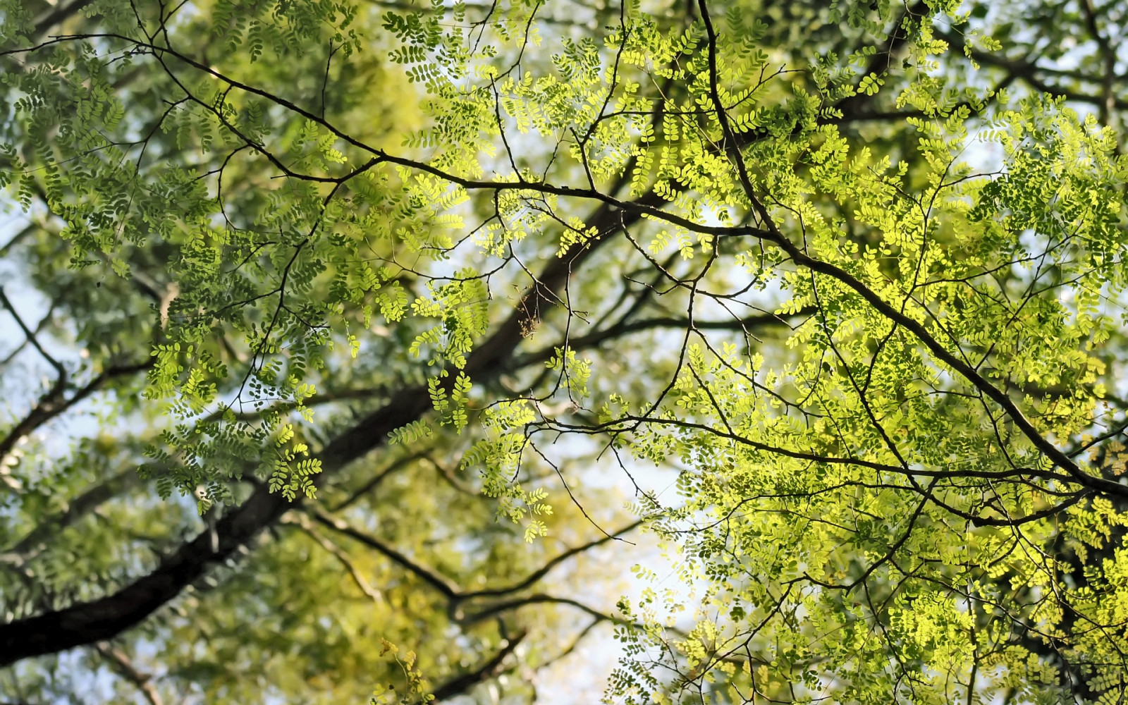 Wallpaper branches, leaves, nature 1920x1200 wallup 1018879 HD