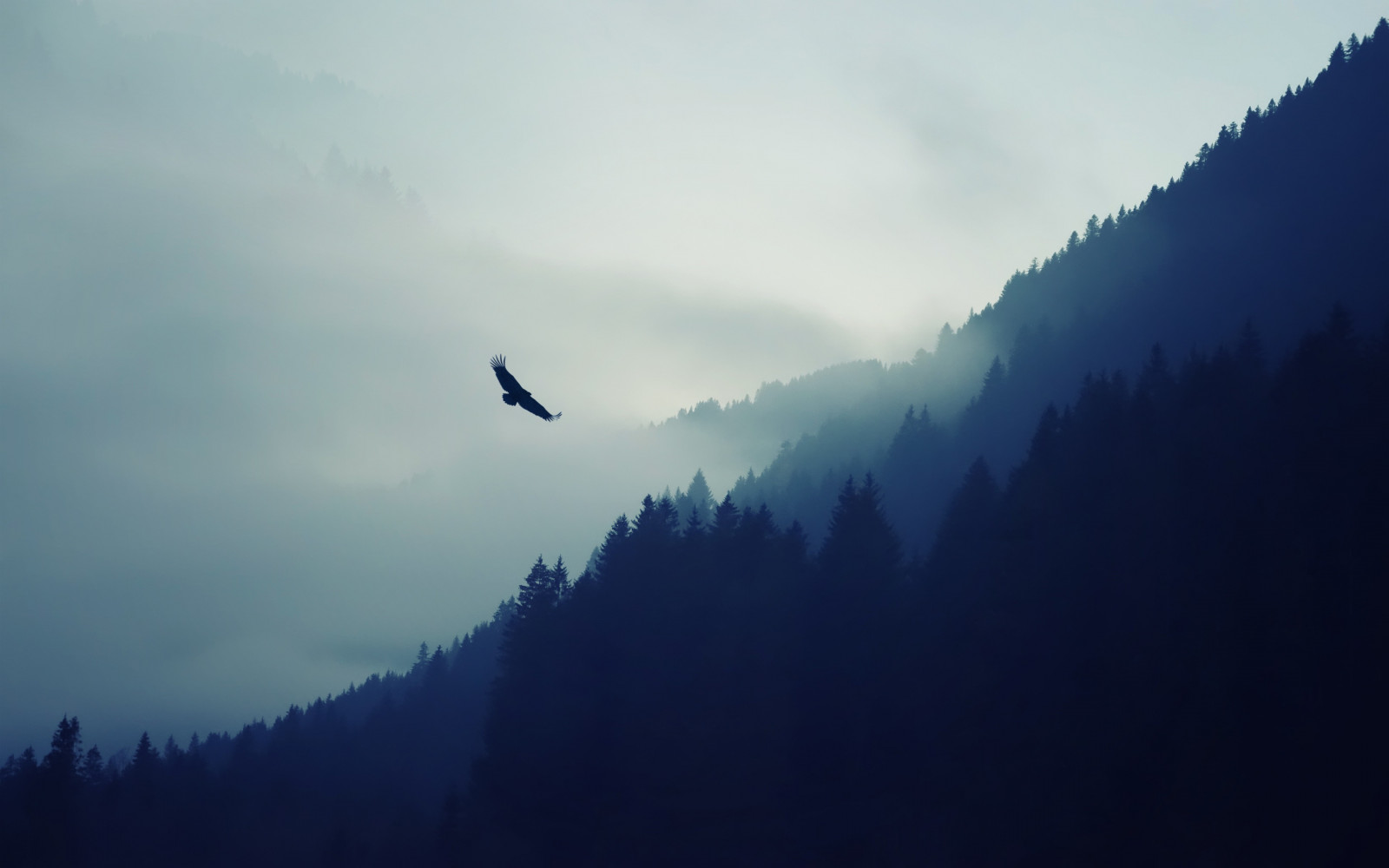 3840x2400 px, 鳥, 森林, 自然