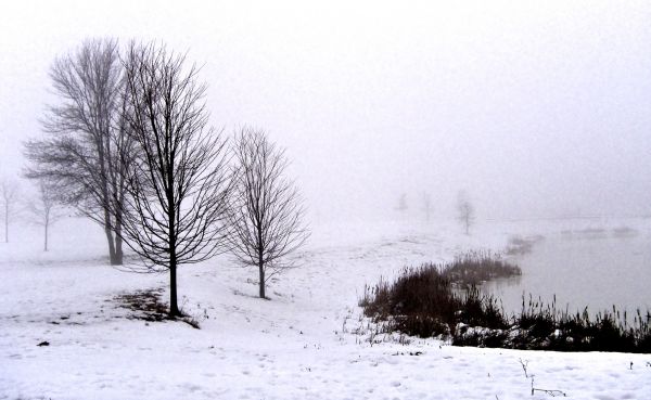 snow,winter,morning,Leica,mist,frost