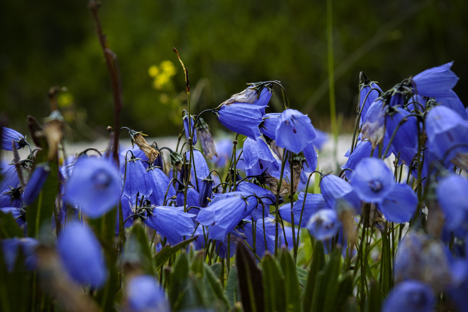 3008x2008 px, blå blomster, blomster