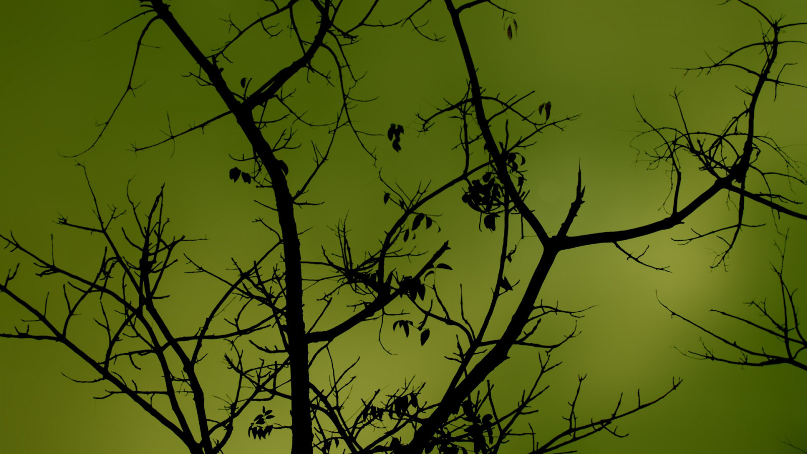 slunečnímu záření, stromy, Příroda, tráva, rostliny, fotografování, větev, zelená, strom, list, rostlina, čára, větvička, atmosférický jev, závod stonek