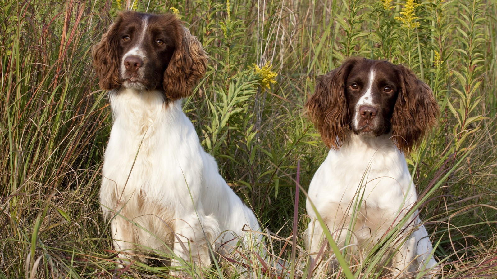 dyr, hund, spaniels, pattedyr, bretagne, hvirveldyr, hund som pattedyr, carnivoran, setter, spaniel, hunderace, english cocker spaniel, jagthund, english springer spaniel, fransk spaniel, welsh springer spaniel, lille m nsterl nder, Boykin spaniel, field spaniel, blå Picardie spaniel, tysk spaniel, drentse patrijshond, russisk spaniel, store m nsterl nder, braque d auvergne, Picardie spaniel, Braque francais, sussex spaniel, german langhårede pointer