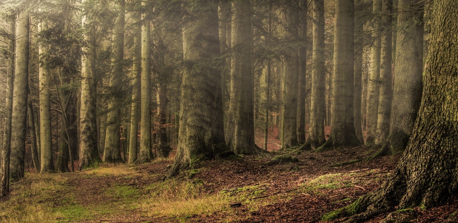 slunečnímu záření, stromy, krajina, les, listy, Příroda, tráva, větev, sluneční paprsky, smrk, divočina, cesta, mokřadní, strom, podzim, list, rostlina, sezóna, zálesí, háj, místo výskytu, přírodní prostředí, atmosférický jev, suchozemská rostlina, dřevina, geografický rys, ekosystém, mírné jehličnatý les, biome, kufr, prales, smíšený les, opadavý, modřín, 1787x869 px