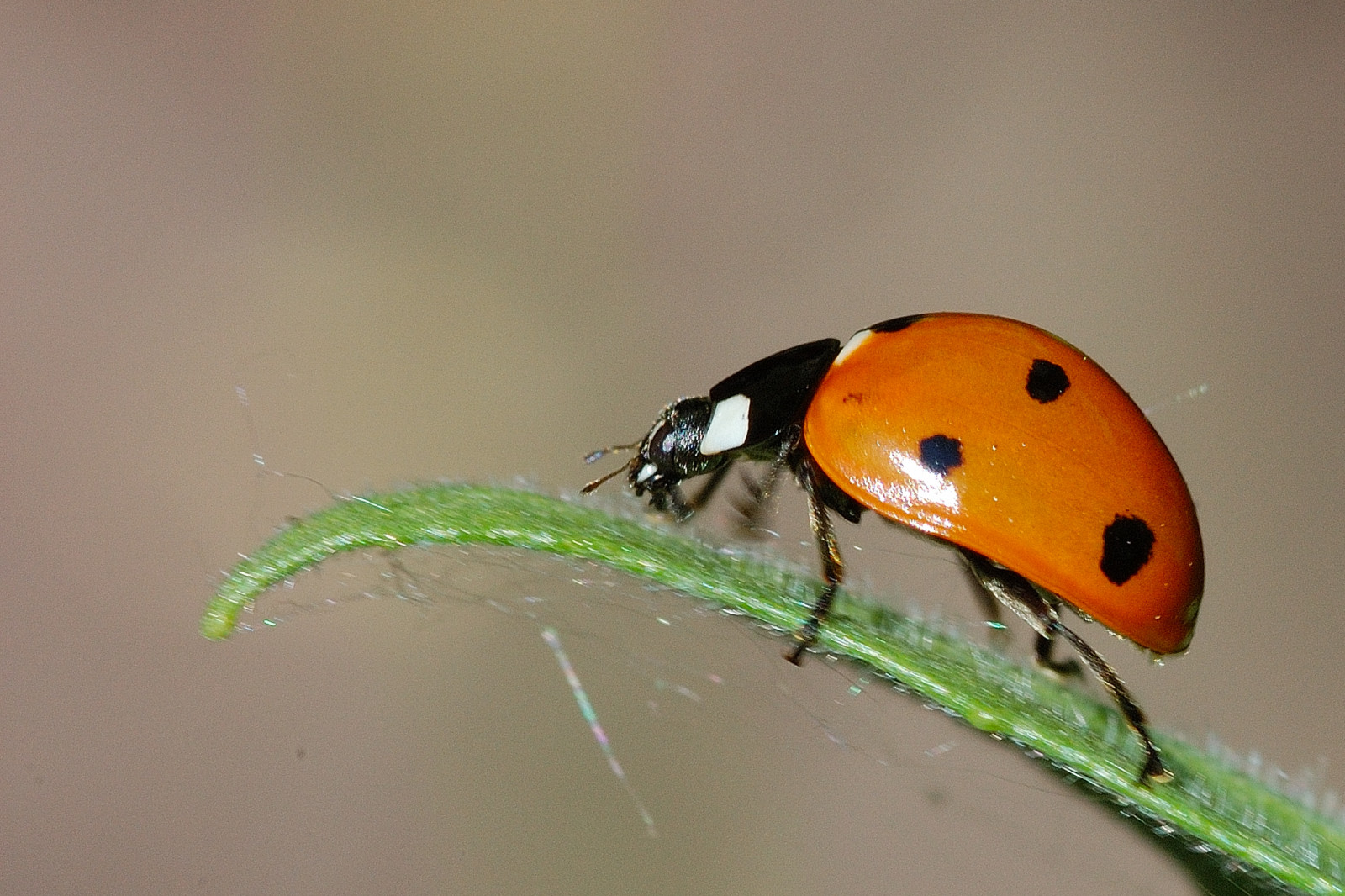 have, fotografering, insekt, grøn, Bille, mariehøne, mariehøne, naturesfinest, theperfectphotographer, fauna, lieveheersbeestje, platinumphoto, d50, macromarvels, searchthebest, naturewatcher, tæt på, makrofotografering, hvirvelløse, leddyr, blad bille, top20flowersandbugs, friedkampes