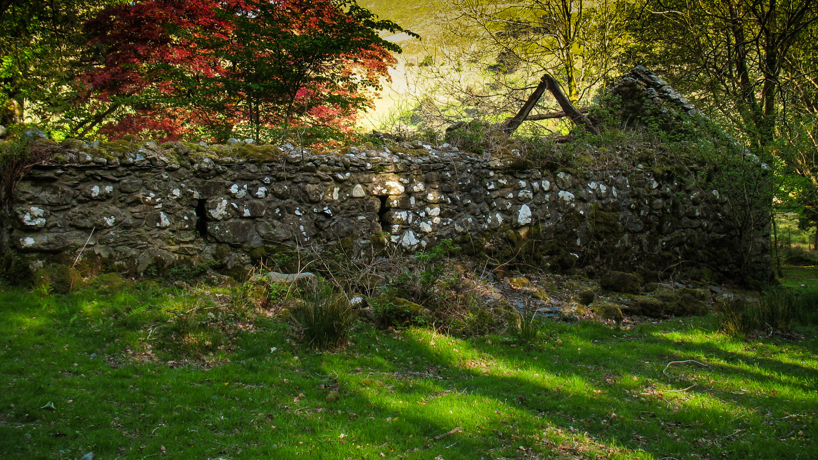 sollys, træer, landskab, Skov, blade, vindue, klippe, natur, bygning, rød, ruin, græs, planter, skygge, væg, træ, mos, grøn, drikke, mønster, bjælker, Sol, historisk, historie, sten-, blomst, forår, henfald, lyse, UK, vandring, gå, ruiner, lichen, naturreservat, landdistrikterne, Wales, tømmer, Acer, Idris, lys, lang, træ, gylden, efterår, skygger, gå, blad, vandretur, plante, solskin, Karakter, vinduer, farve, design, vegetation, forladte, printemps, skov, vegitation, nationalparker, Cymru, Busk, løvfældende, ingefær, laboratorium, ikke vaskulær jord plante, park, smal, hillwalking, Stenmur, Snowdonia, vandre, Eryri, snowdonianationalpark, cadairidris, caderidris, Minffordd, Talyllyn, vidtløftig, Fruhling, slidser, roofless, dolidris, idrisgingerbeer, gingerbeer, roofbeams, britnatparks